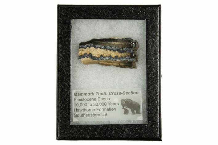 Mammoth Molar Slice With Case - South Carolina #335358